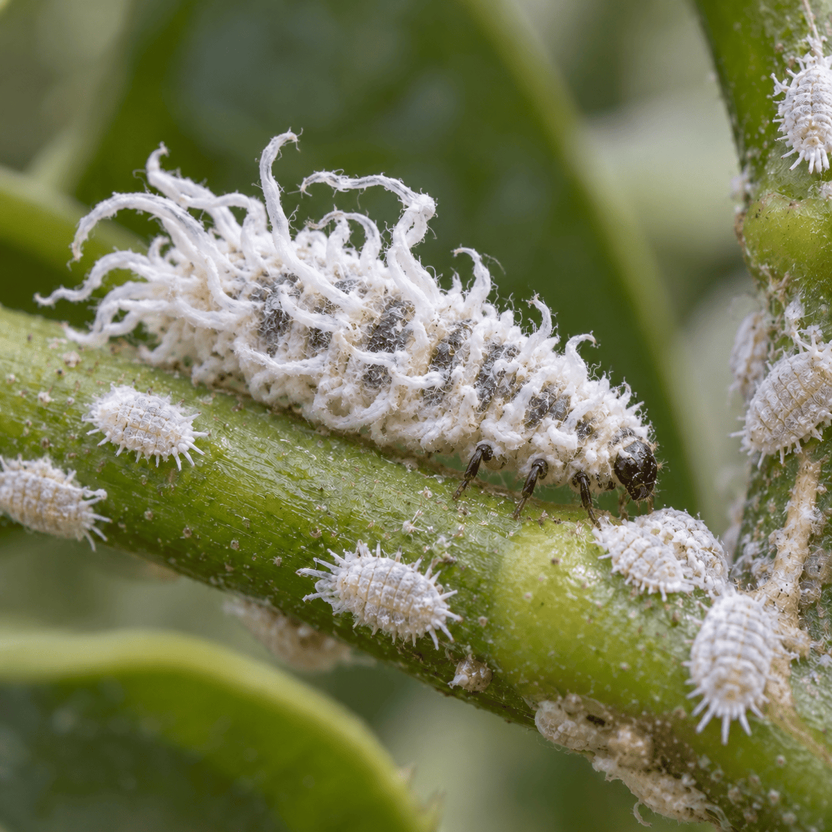 Cryptolaemus montrouzieri