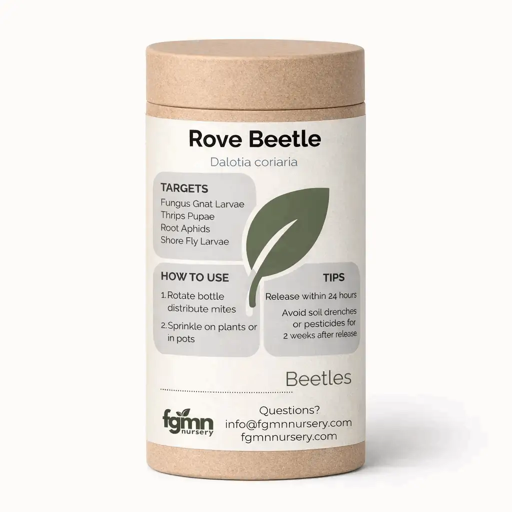 Dalotia coriaria - Rove Beetle from PriceLows™