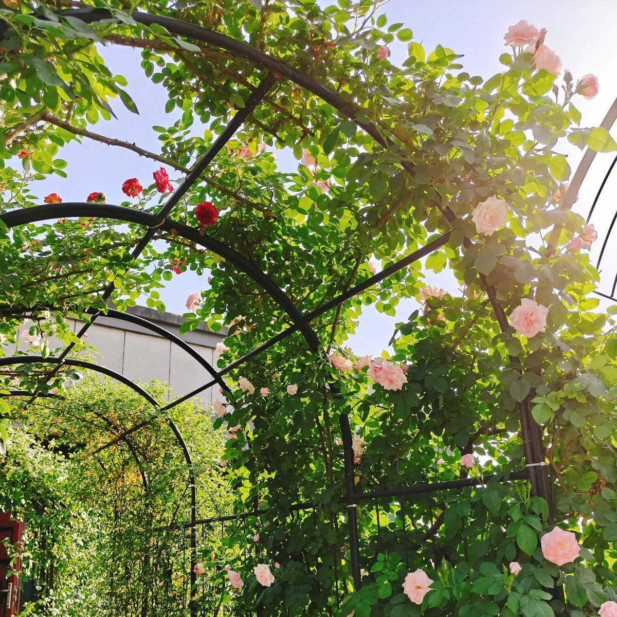 Metal Garden Arch With Gate | Black | Double Gate | Side Planters