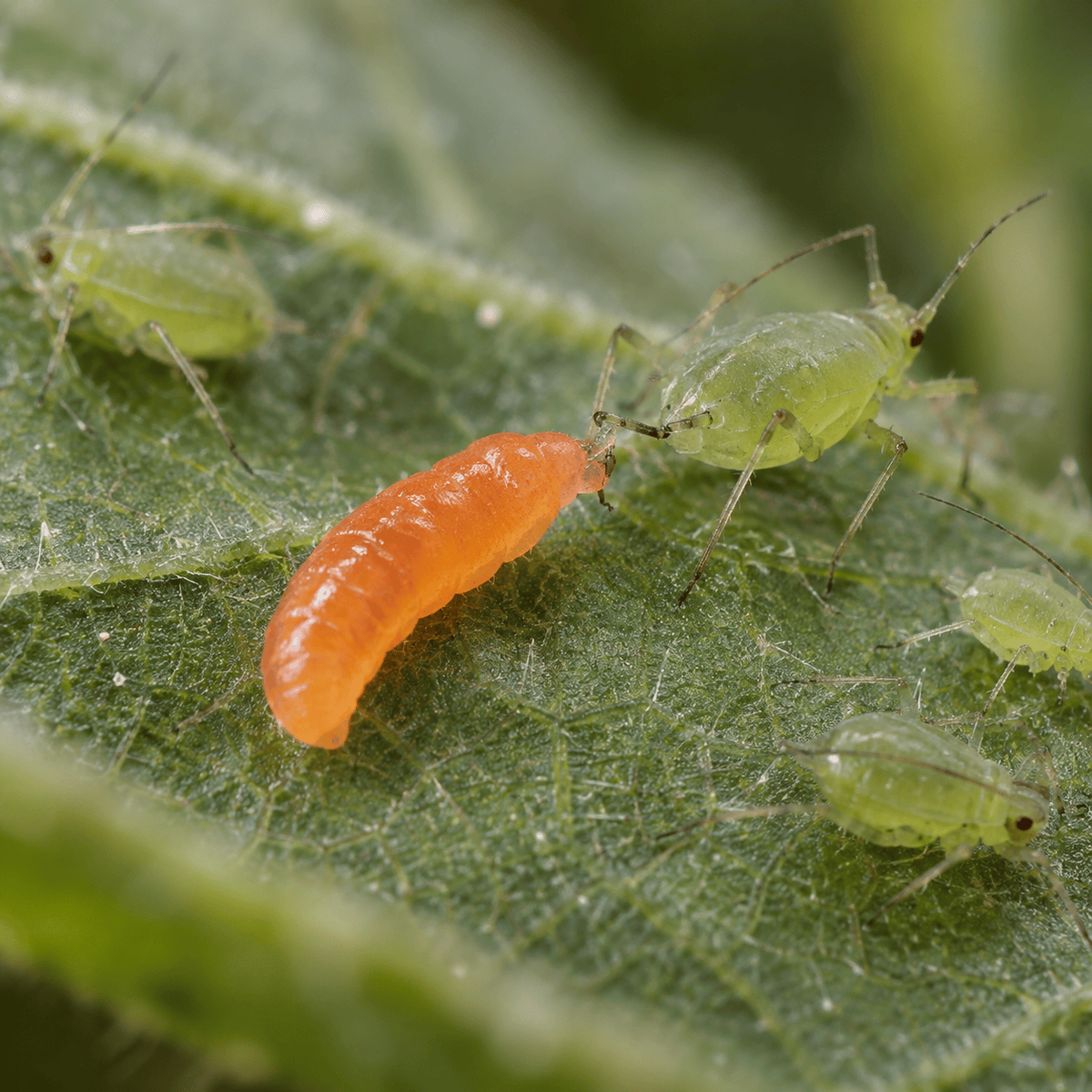 Aphidoletes aphidimyza