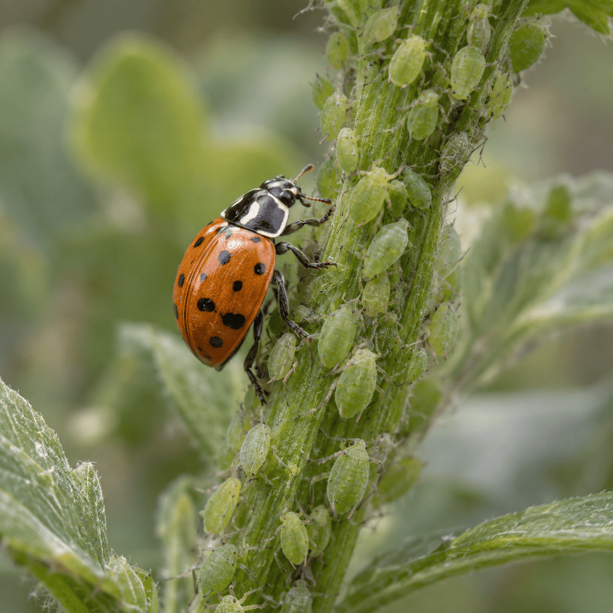 Ladybugs