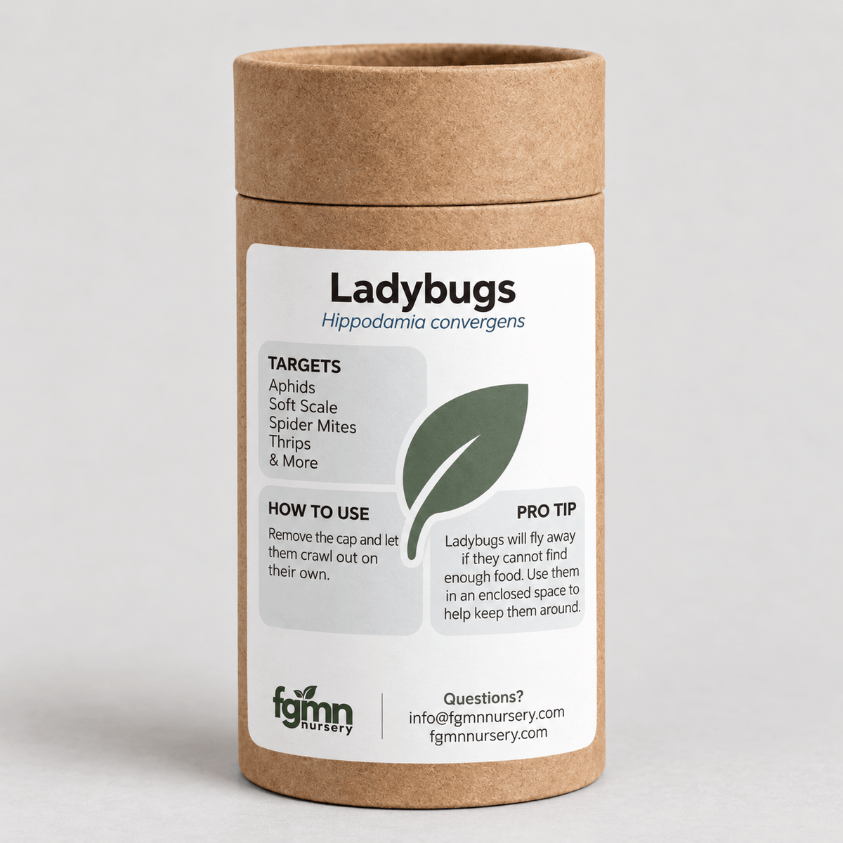 Ladybugs