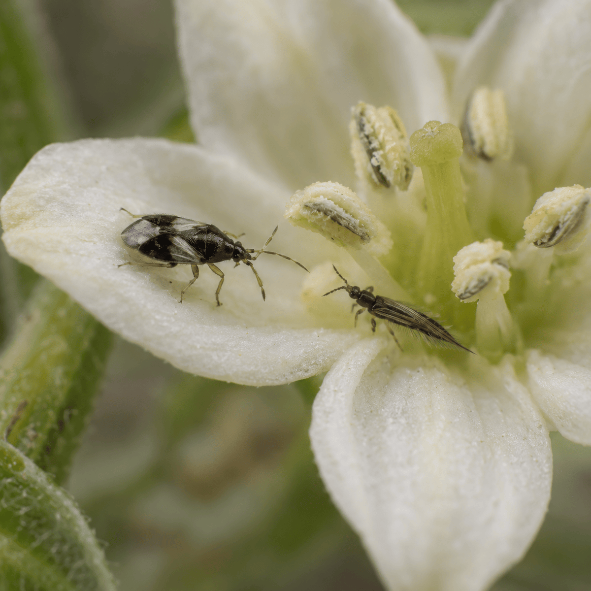 Orius insidiosus