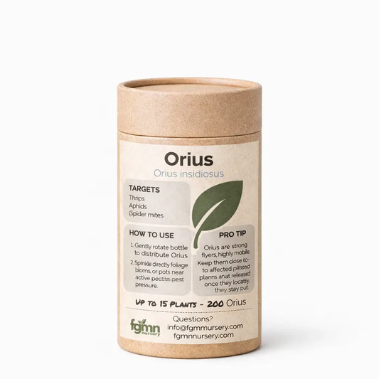Orius Insidiosus from PriceLows™