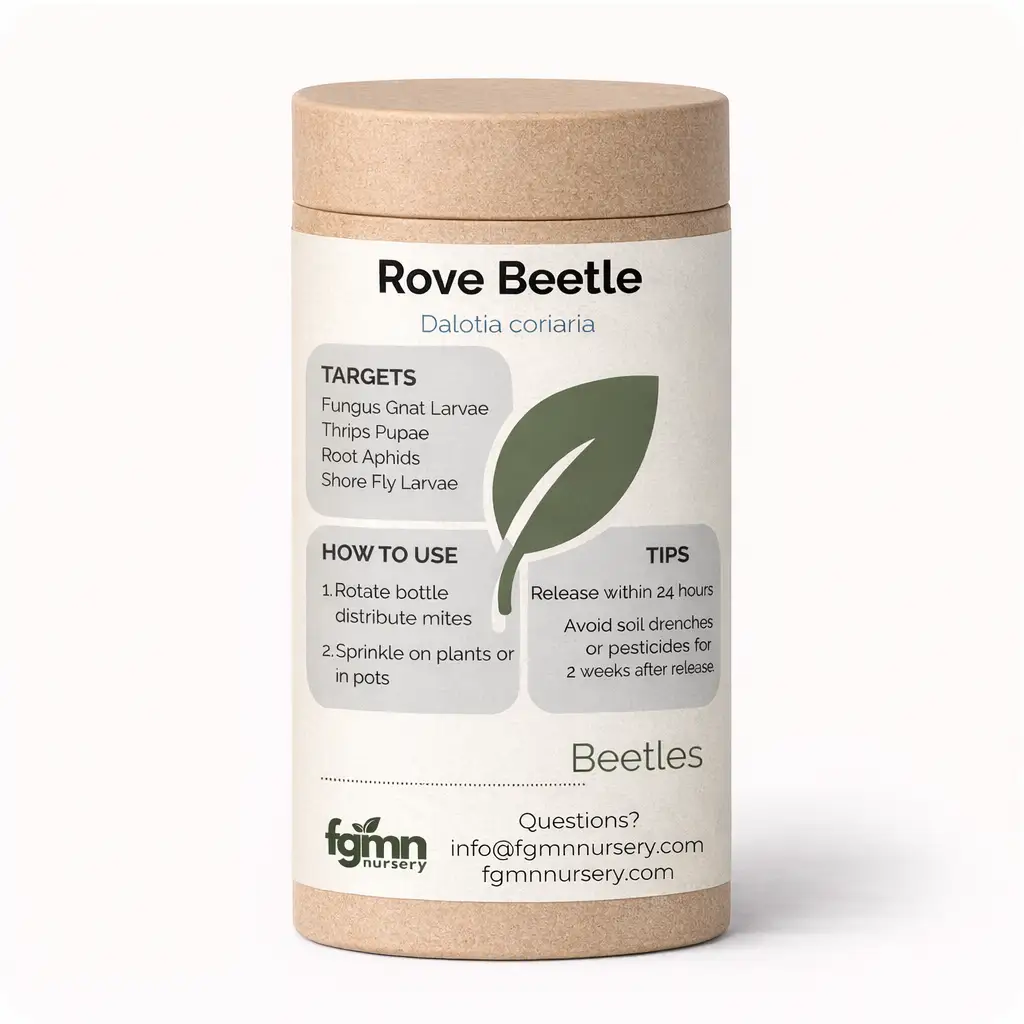 Dalotia coriaria - Rove Beetle from PriceLows™