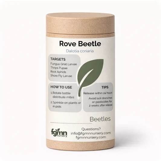 Dalotia coriaria - Rove Beetle from PriceLows™
