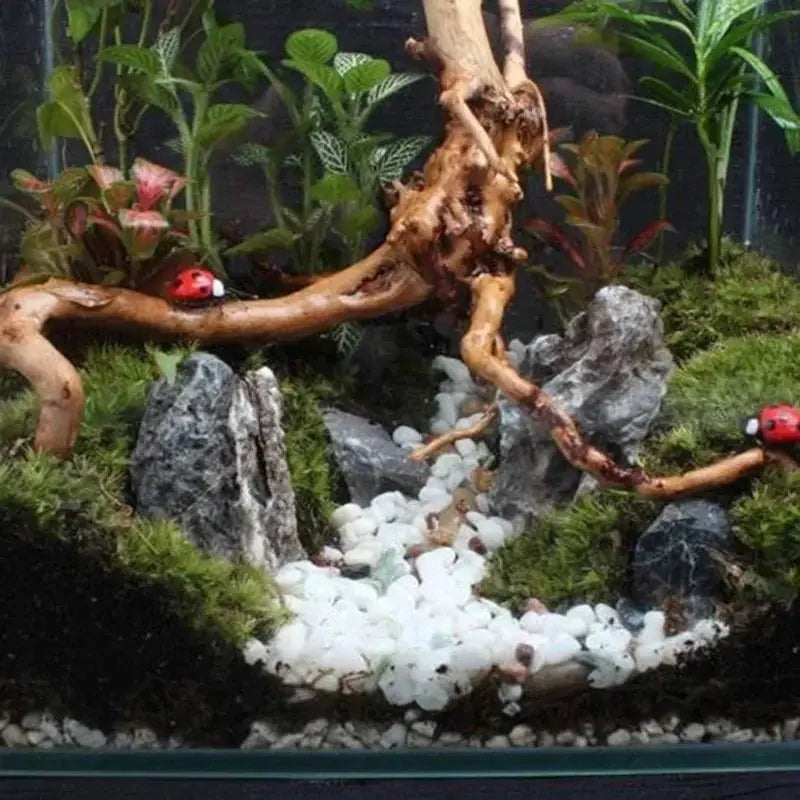 Natural Tree Trunk Driftwood | Wooden Aquarium Decor | 65g Weight | Single Unit