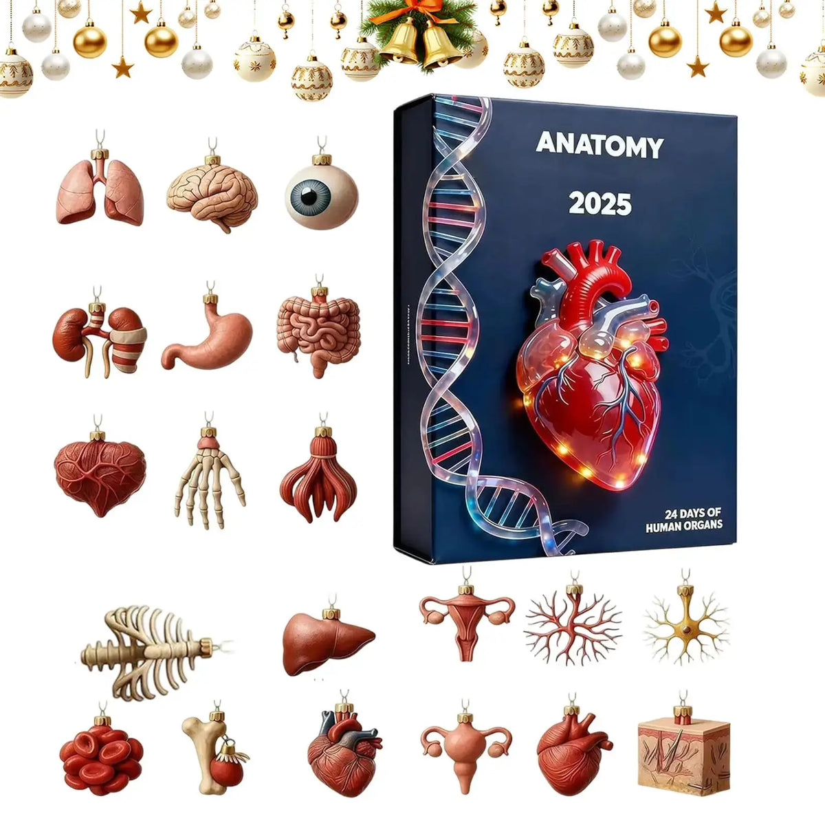 Anatomy Advent Calendar | 24 Day Acrylic Pendants | Medical Student Gifts