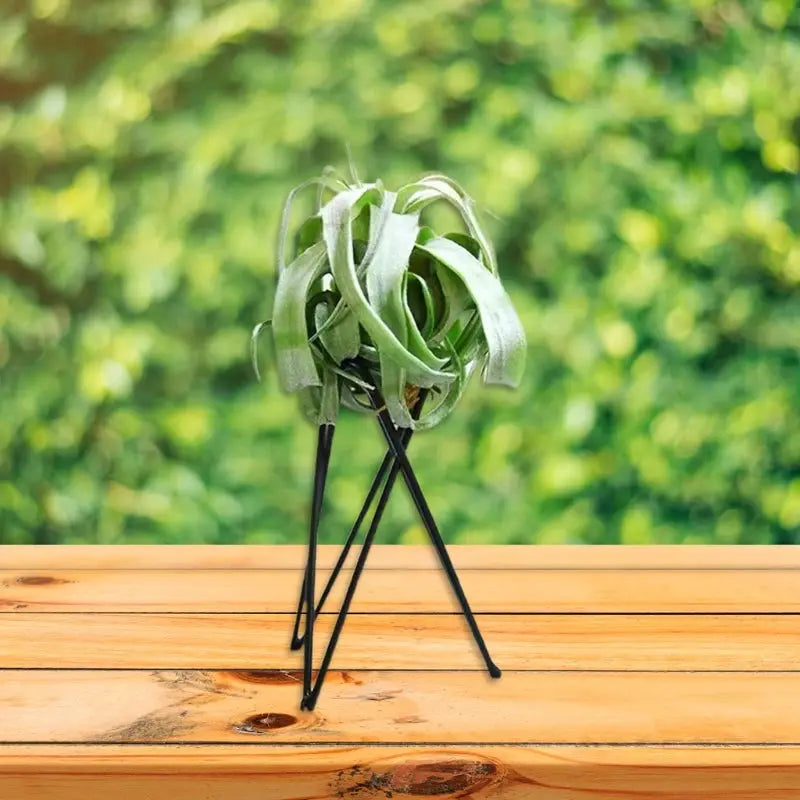 Air Plant Holder Metal Flower Pot Stand Geometric Iron Tillandsia Display Art G5AB from PriceLows™