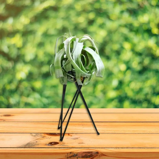 Air Plant Holder Metal Flower Pot Stand Geometric Iron Tillandsia Display Art G5AB from PriceLows™