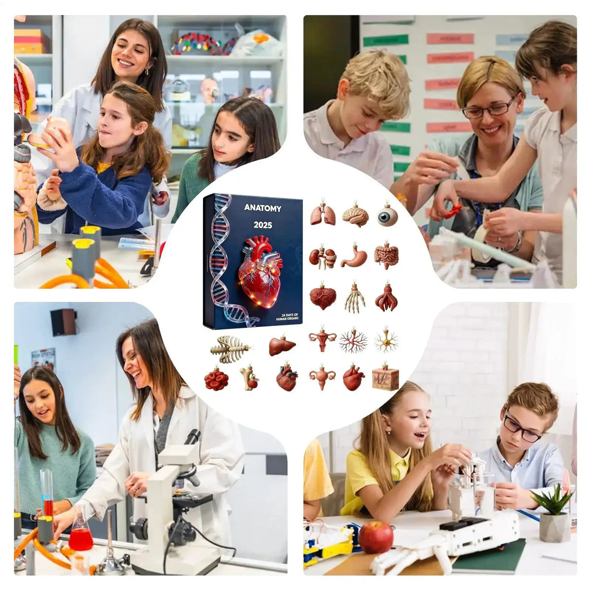 Anatomy Advent Calendar | 24 Day Acrylic Pendants | Medical Student Gifts