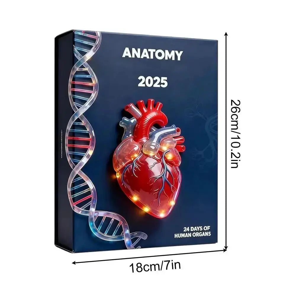 Anatomy Advent Calendar | 24 Day Acrylic Pendants | Medical Student Gifts