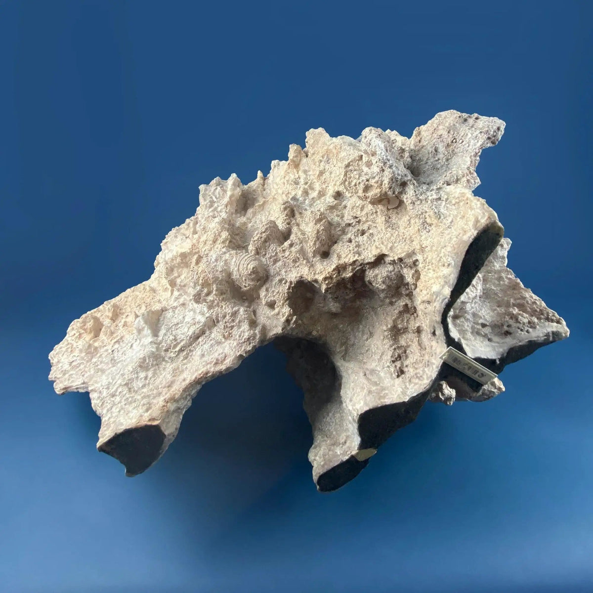 Imitation Coral Sculpture for Coastal Themed Home Rock Garden Aquarium | Vacation Property Tropical Display | Collectible Vintage | Gift for Dad, Fisherman