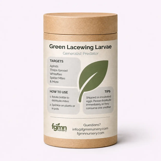 Green Lacewing Larvae from PriceLows™